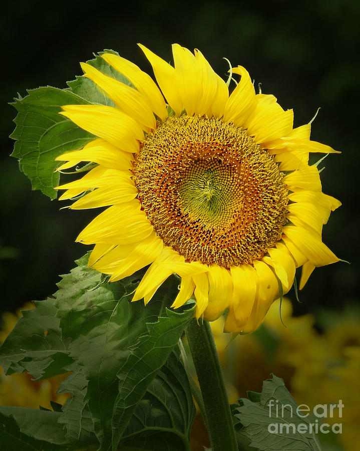 wind-blown-sunflower-photograph-by-kathy-m-krause