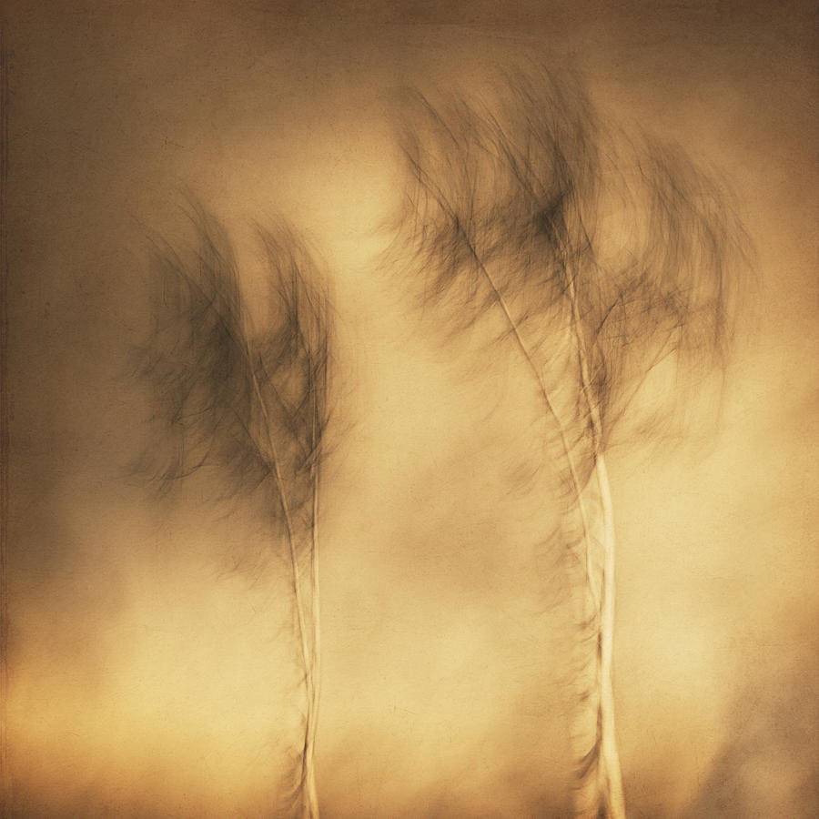 Wind Photograph by Gustav Davidsson