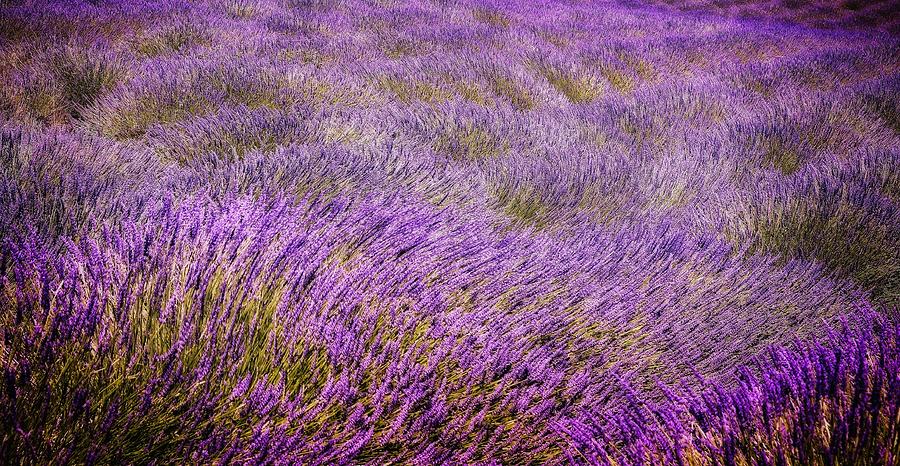 Wind Over Lavender Field Photograph by Anna Cseresnjes