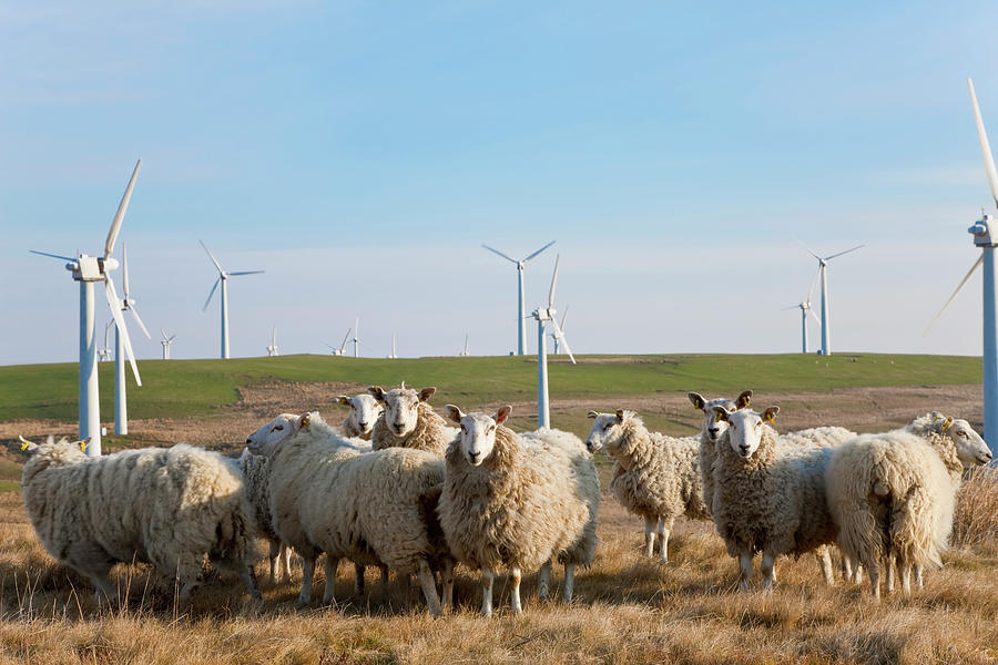 Wind Turbines & Sheep, Wales, United Photograph by Peter Adams