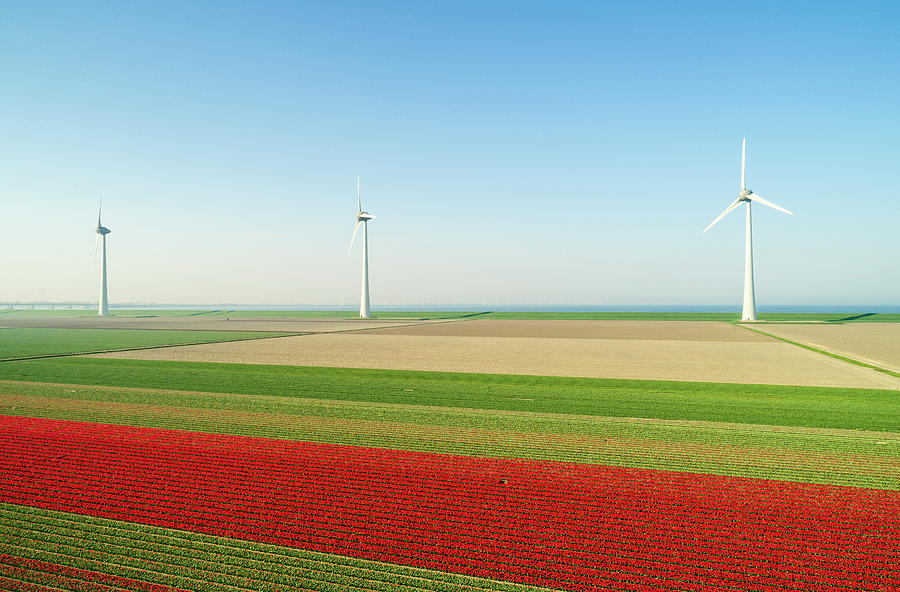 Nature Digital Art - Wind Turbines On Dyke, Fields With Tulips In The Foreground, Elevated View, Top, Flevoland, Netherlands by Mischa Keijser