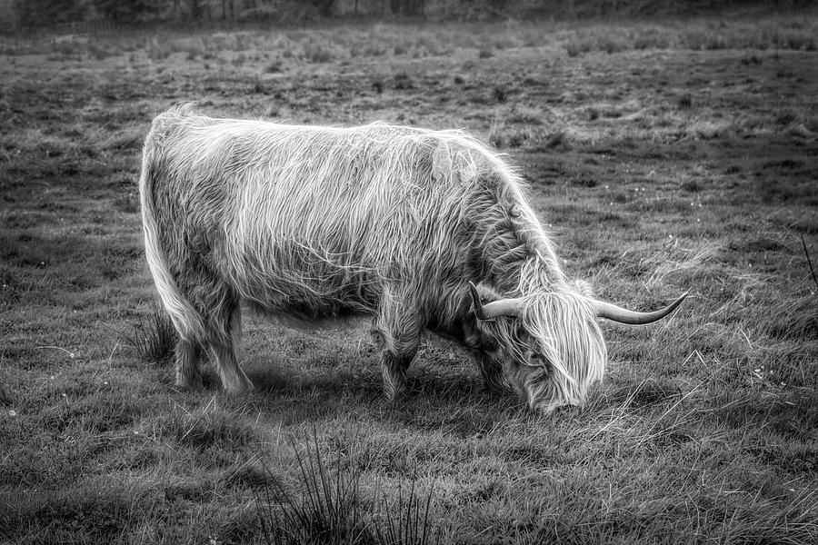 Windblown in Scotland Black and White Photograph by Debra and Dave Vanderlaan