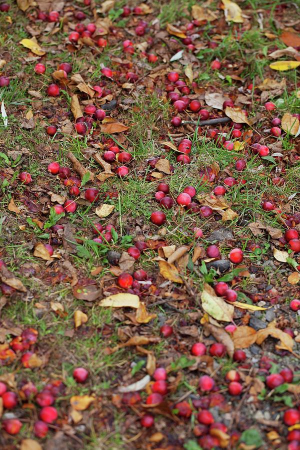 Windfall Crab Apples Amongst Autumn Leaves Photograph by Yelena Strokin