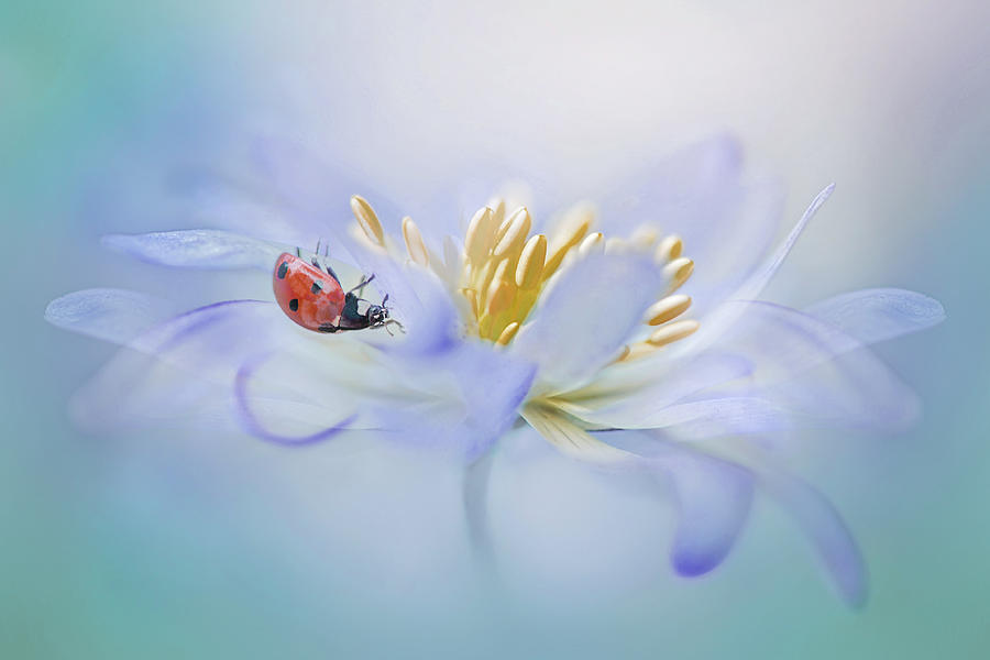 Ladybug Photograph - Windflower Lady by Jacky Parker