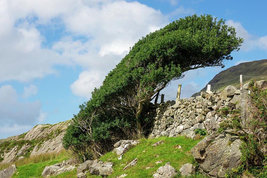 Windformed Tree At Killary Fjord, Connemara, County Galway, Ireland ...