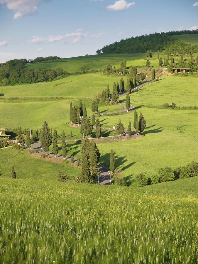 Winding cypress lane in Tuscany Photograph by Tosca Weijers