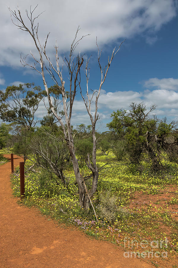 Winding Path at Coalseam Conservation Path, Nangetty, Western Australia Photograph by Elaine Teague