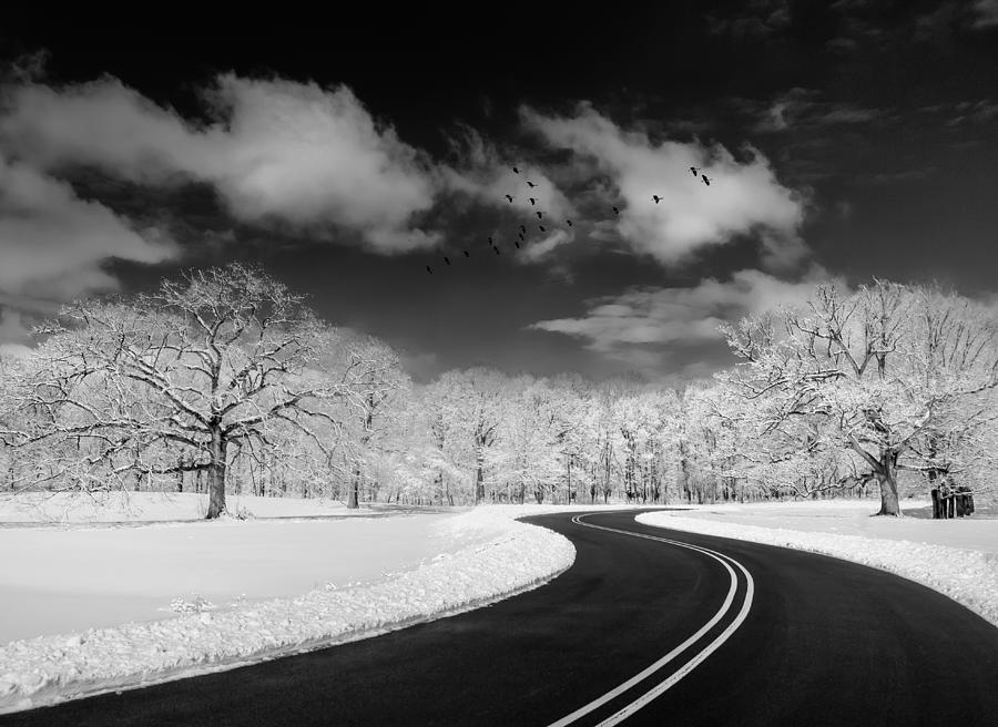 Tree Photograph - Winding Road by Kevin Wang