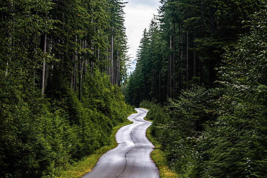 Winding road through the forest Photograph by Jasper Randall - Fine Art ...