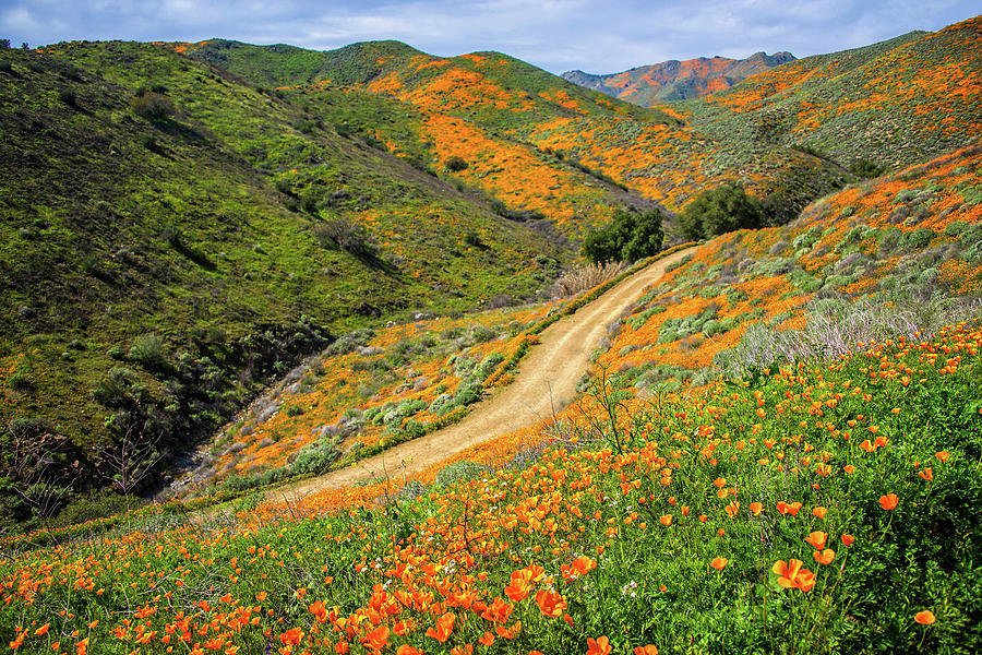 Winding Through the Poppies in Walker Canyon Photograph by Lynn Bauer