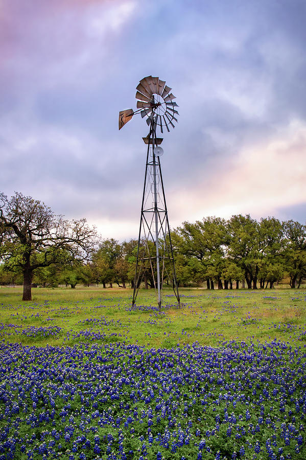 Windmill and Bluebonnets Photograph by Harriet Feagin
