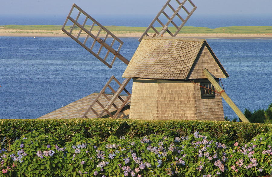 Windmill And Hydrangeas Chatham Photograph