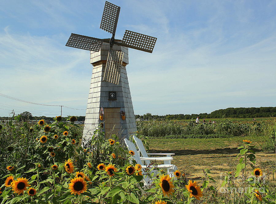 Summer Photograph - Windmill and Sunflowers by Dora Sofia Caputo