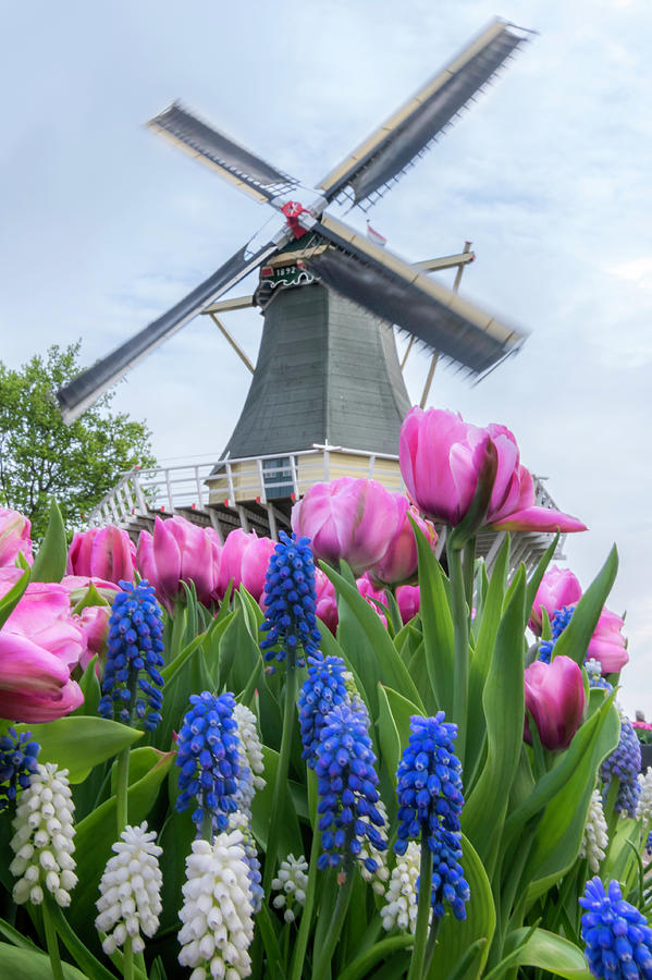 Windmill in Keukenhof Photograph by Wolfgang Stocker