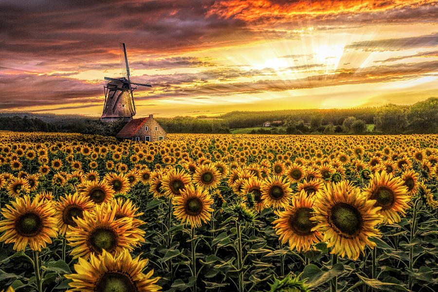 Windmill in the Sunflower Fields in HDR Detail Photograph by Debra and Dave Vanderlaan