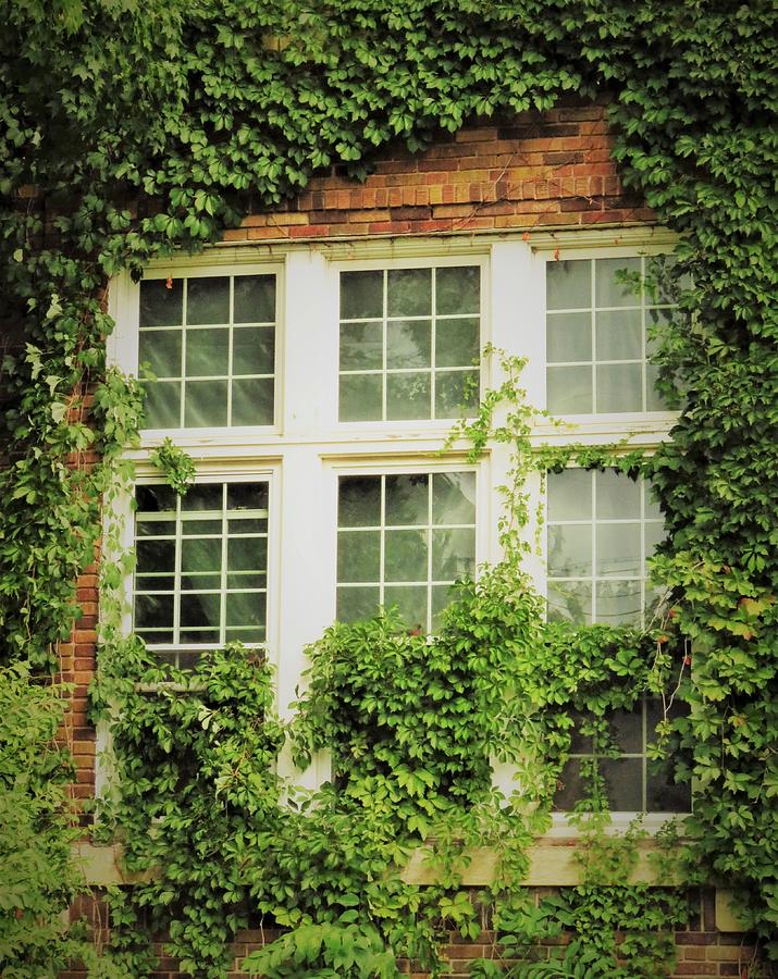 Window and Vines  Photograph by Lori Frisch