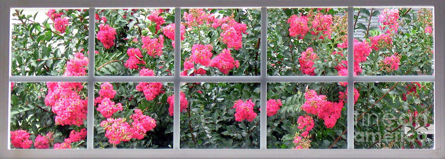 Flower Photograph - Window Full Of Flowers by Lydia Holly