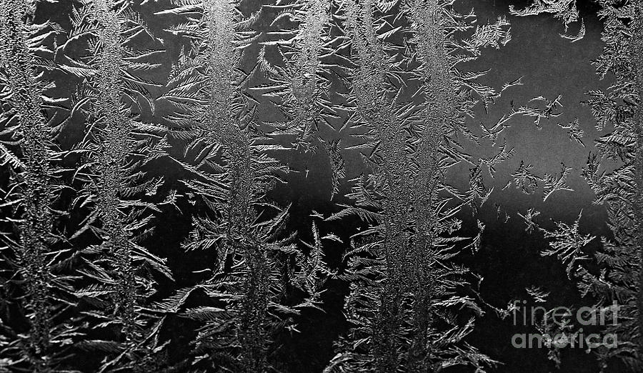 Window Ice Crystals Black and White Photograph by Charline Xia