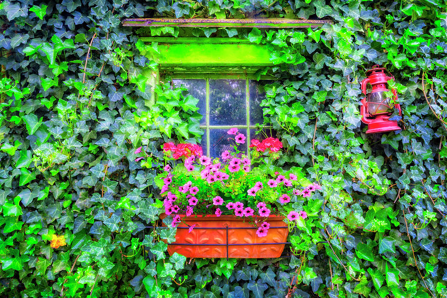 Window in the Ivy Photograph by Debra and Dave Vanderlaan
