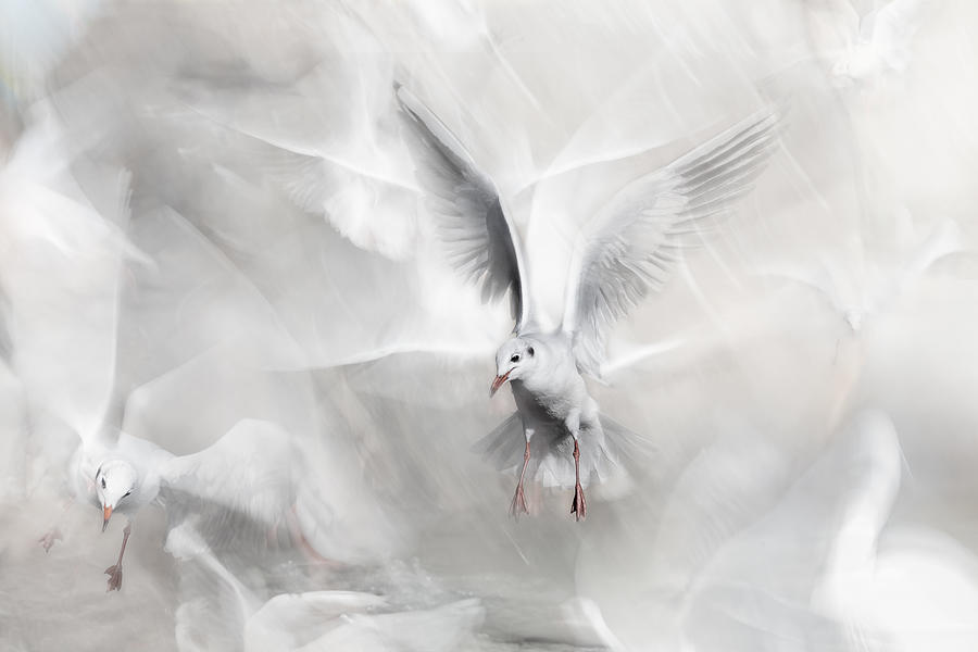 Seagull Photograph - Winds Of Freedom by Martine Benezech