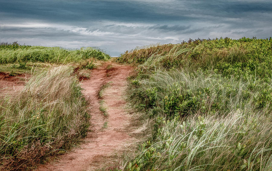 Windswept Path Along the Cliffs Photograph by Marcy Wielfaert