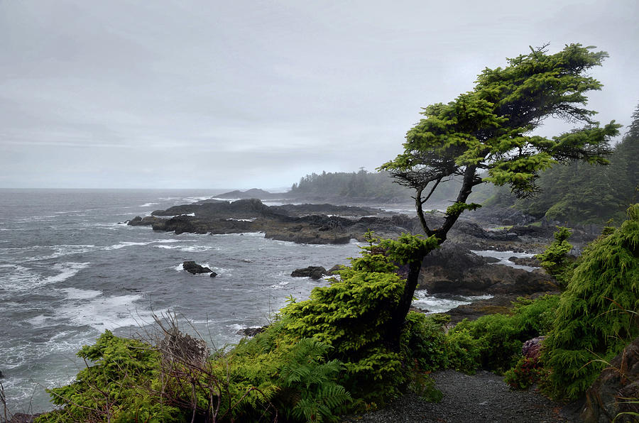 Windswept Spruce along the Wild Pacific Trail Photograph by Scenic Edge Photography