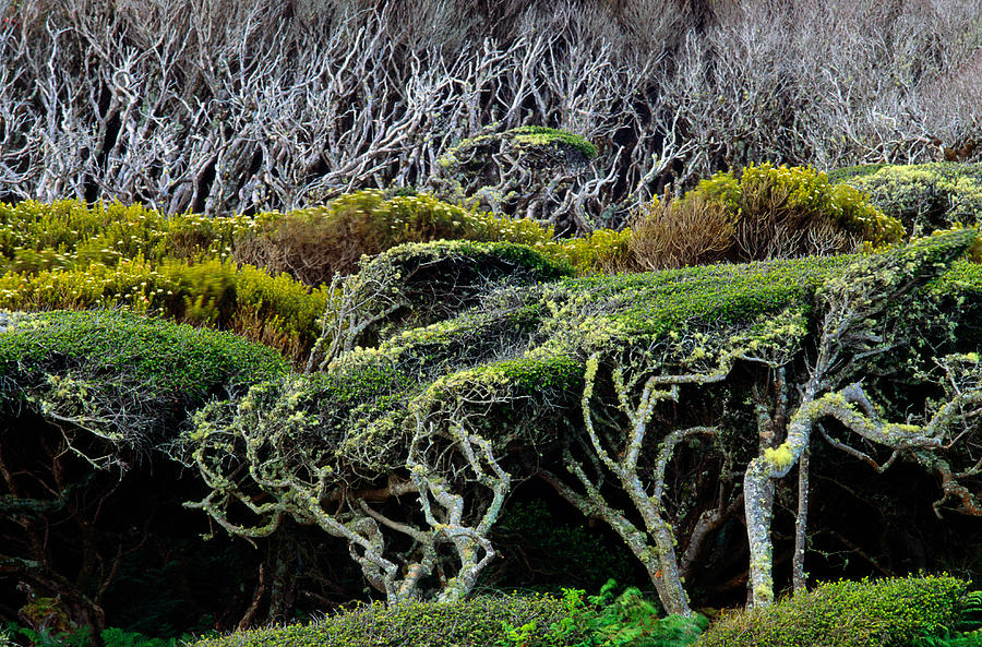 Windswept Trees, Enderby Island Photograph by Art Wolfe