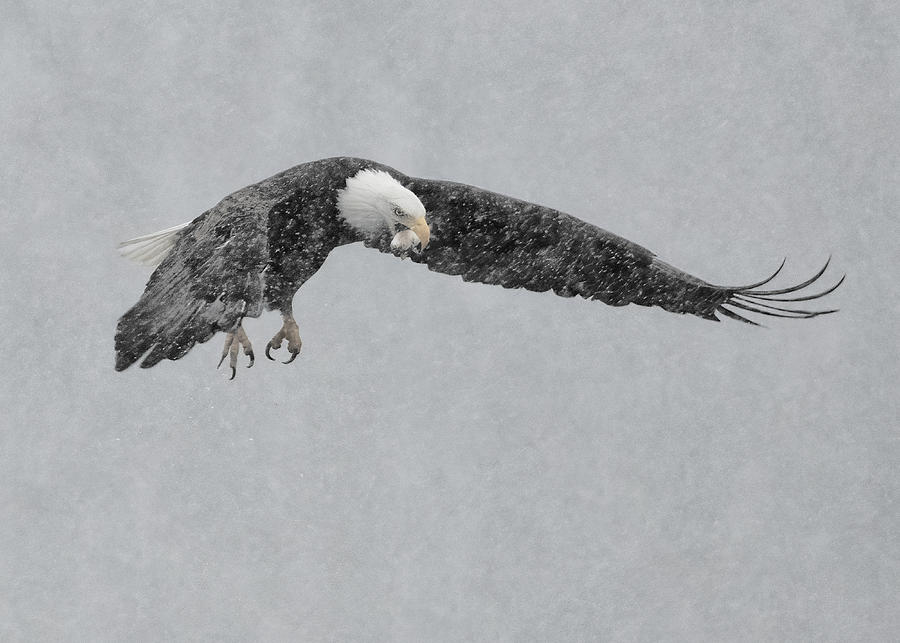 Wildlife Photograph - Windy And Snowy by Yu Cheng