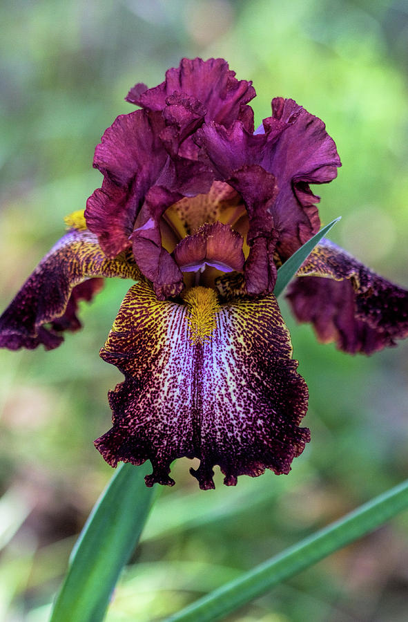 Wine and Gold Tall Bearded Ruffled Iris Photograph by Kathy Clark
