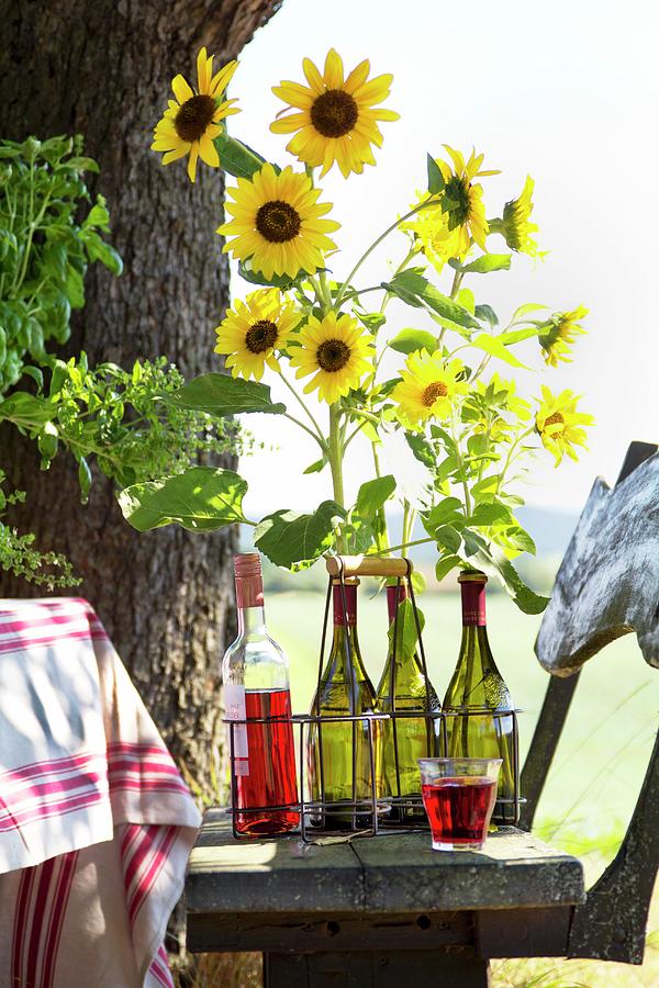 Wine Bottles Used As Vases For Sunflowers In Bottle Carrier On Rustic Wooden Bench Photograph by Angela Francisca Endress