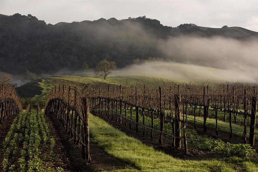 Wine Country Destination Sonoma County Photograph by George Rose. 
