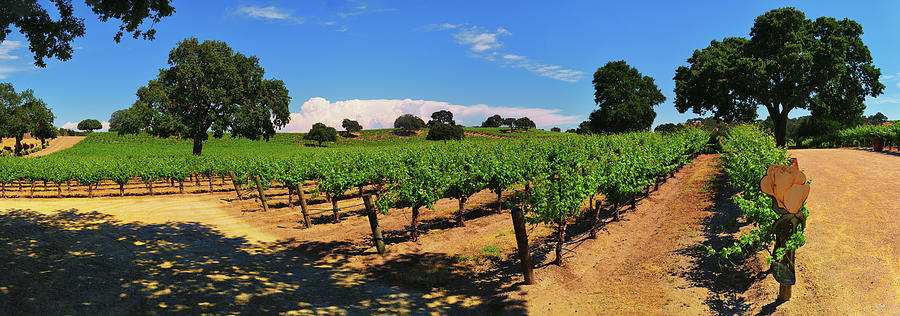 Wine Country Panorama Photograph by Greg Norrell