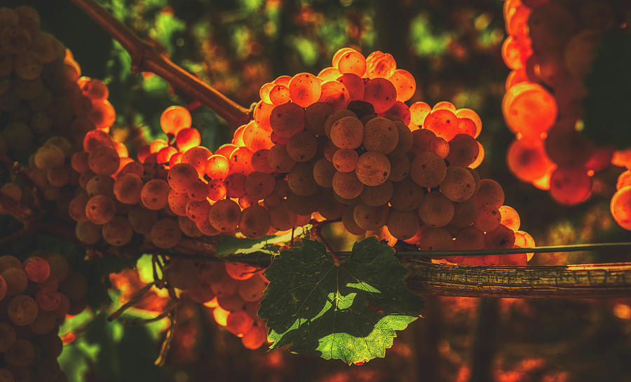 Grape Photograph - Wine Country by Mountain Dreams