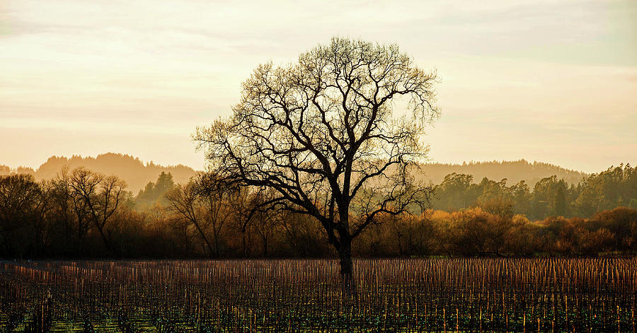 Tree Photograph - Wine Country Winter by Lance Kuehne