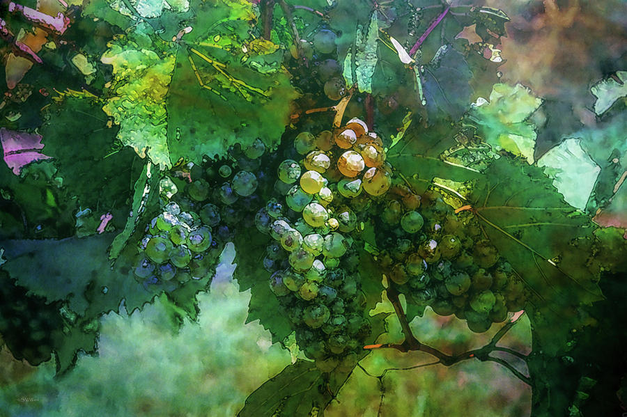 Wine Grapes 2728 Idp_2 Photograph