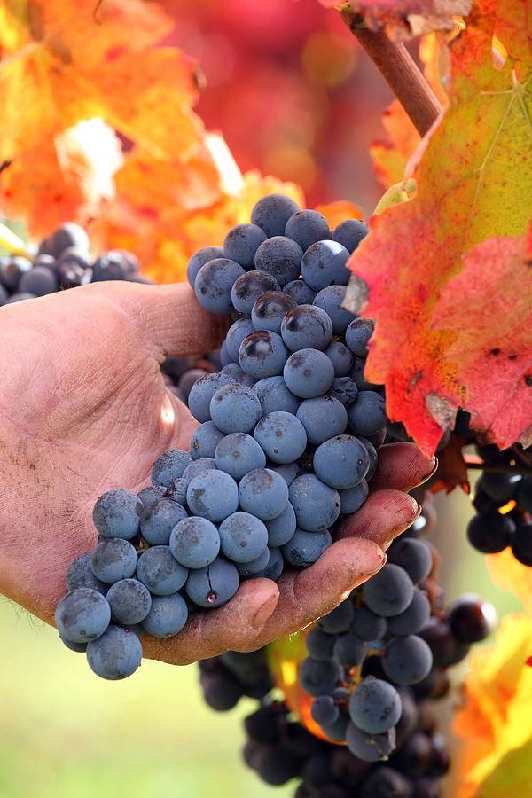 Wine Grapes In Vine, Italy Digital Art by Antonio Capone