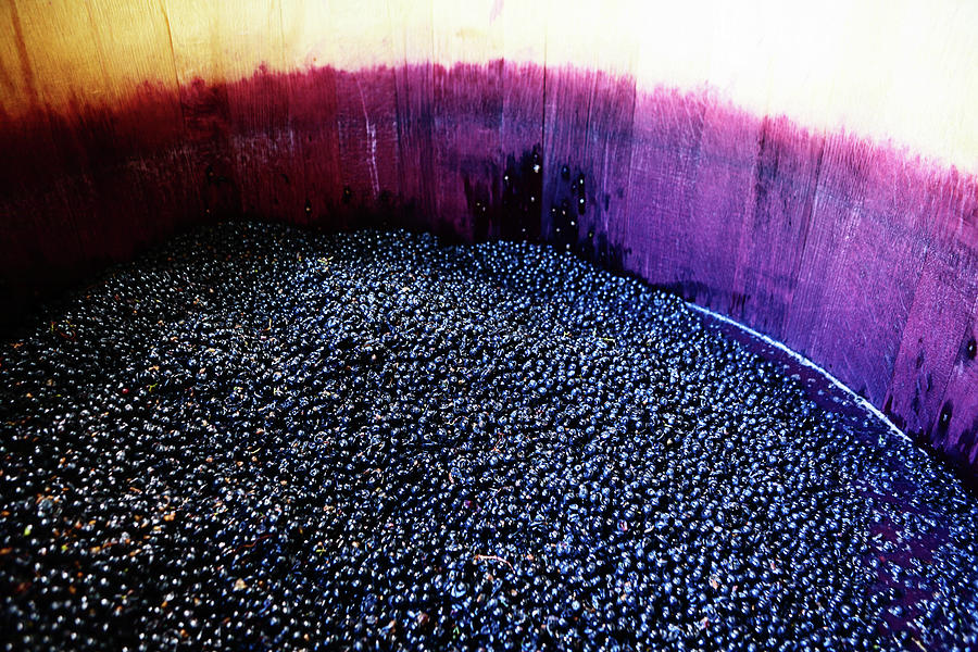 Wine Grapes Ready For Pressing In Photograph by Rapideye