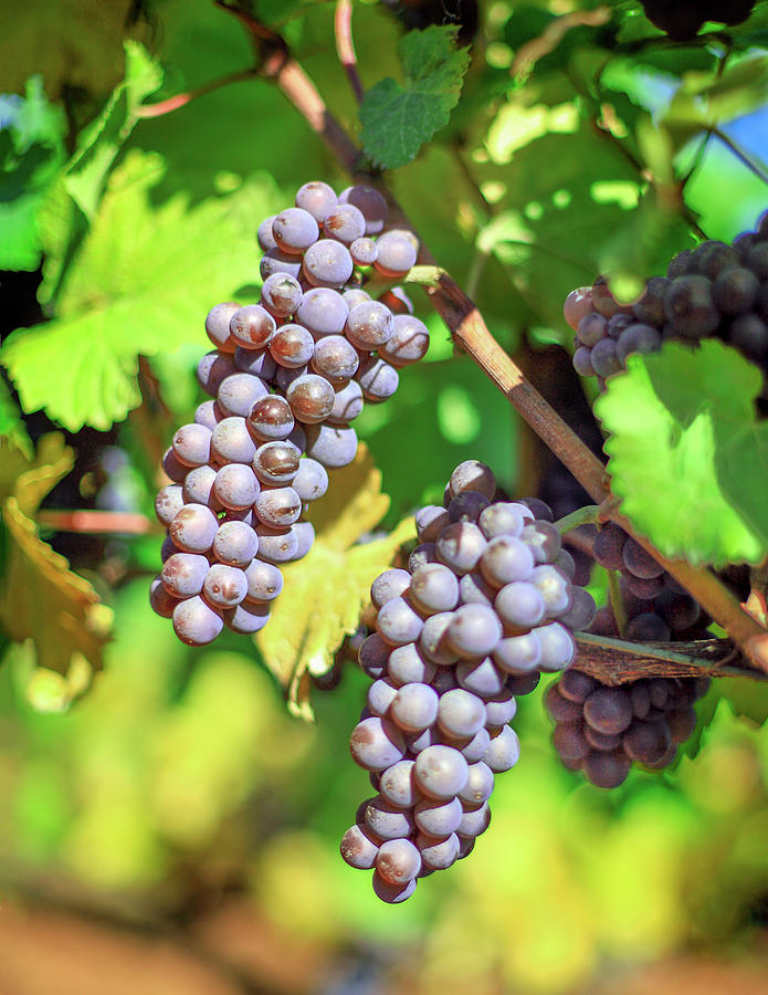 Wine Grapes Photograph by Todd Klassy