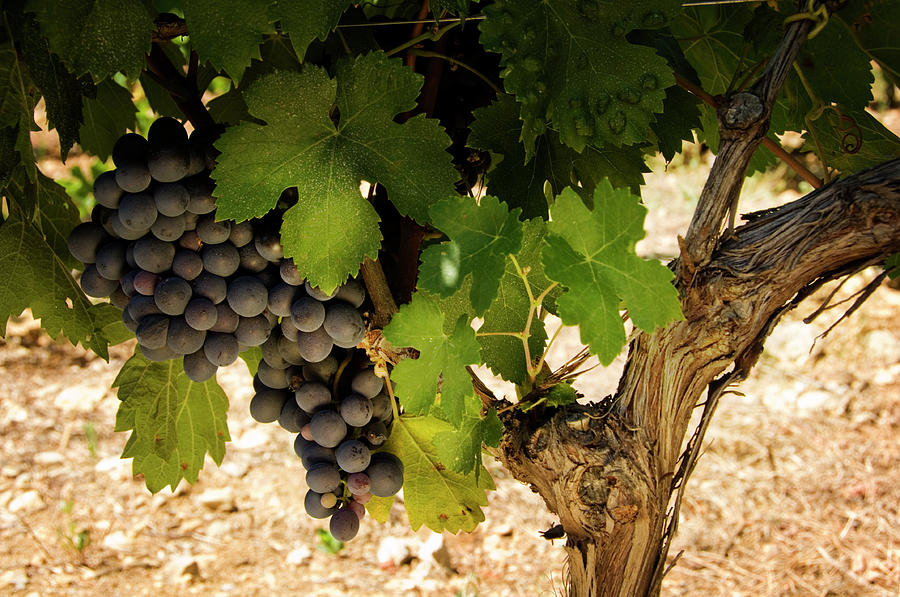 Wine Grapes Photograph by Willselarep
