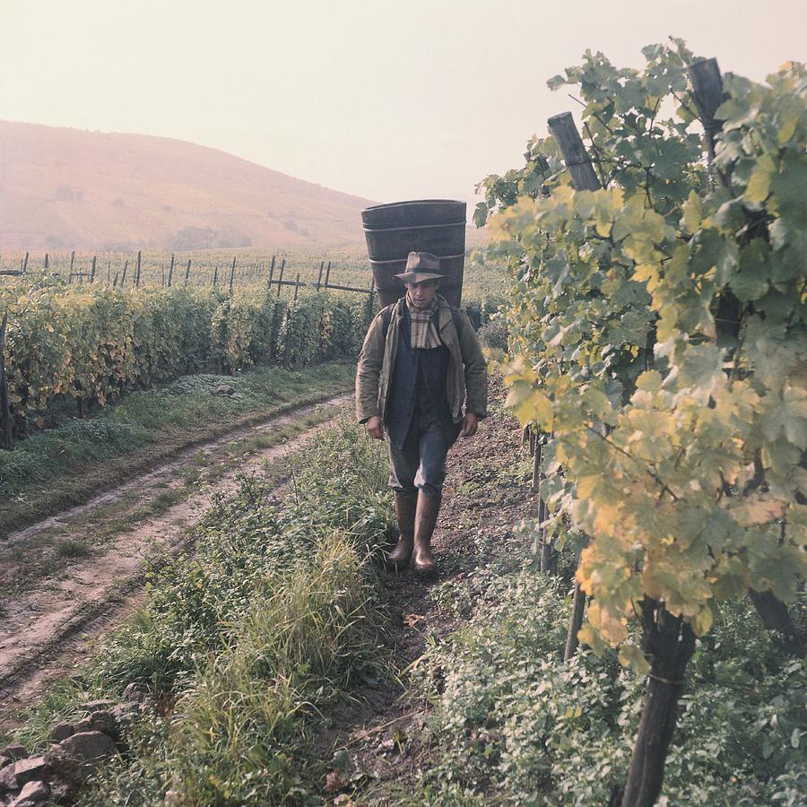 Wine Grower Carrying His Grapes Hood In Photograph by Keystone-france