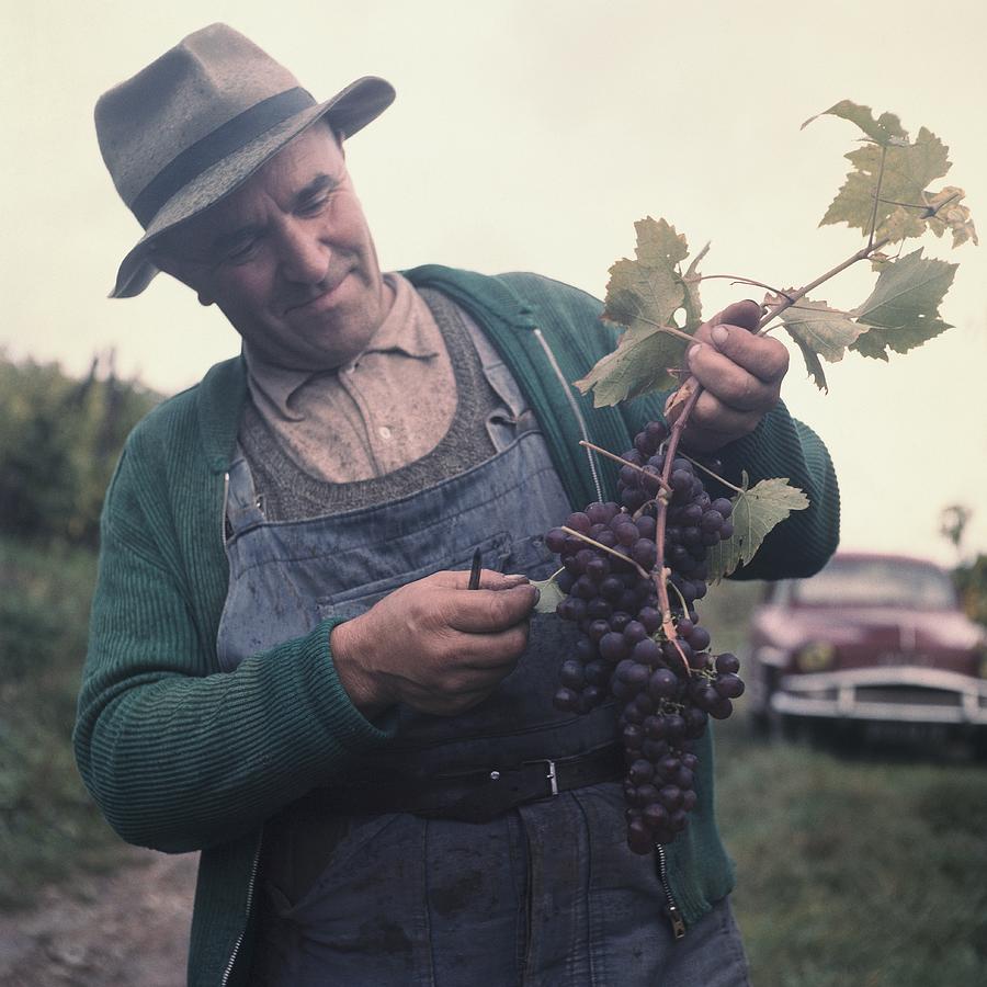 Wine Grower Showing A Wine Grape In Photograph by Keystone-france