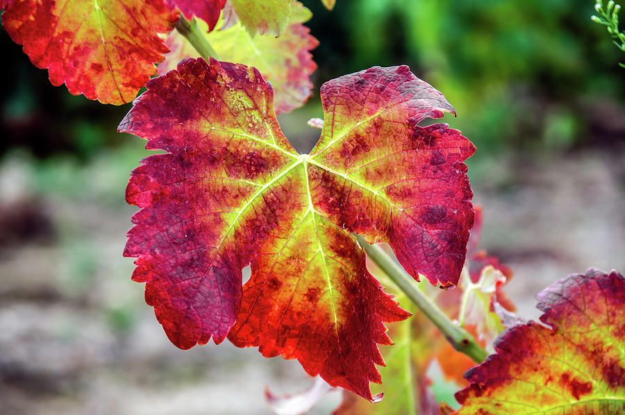 Wine Leaves Photograph by Elly Schuurman