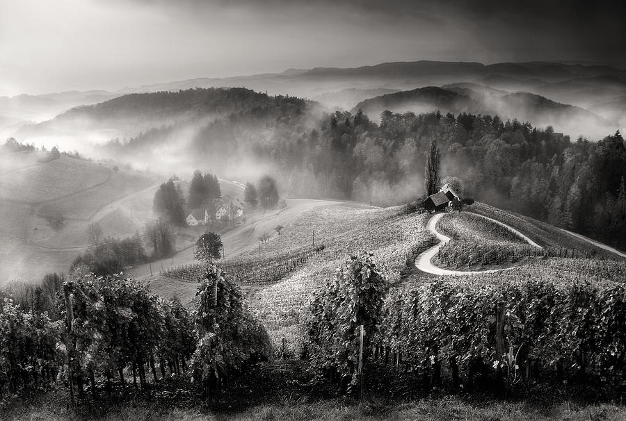 Wine Road Photograph by Darko Gerak