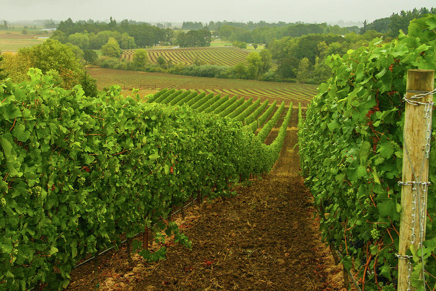 Drink Up The Sights Of This Bucolic Spring Vineyard Photograph by Leslie Struxness