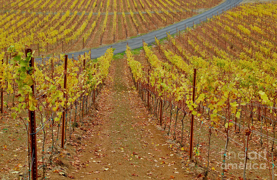 Wine Photograph - Wine Time Vines 2 by American School