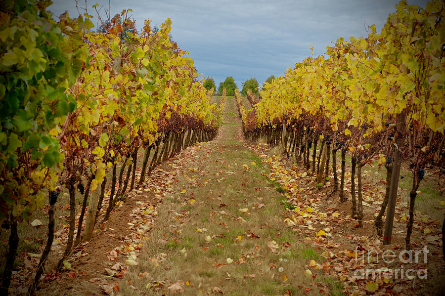 Wine Time Vines Photograph by American School