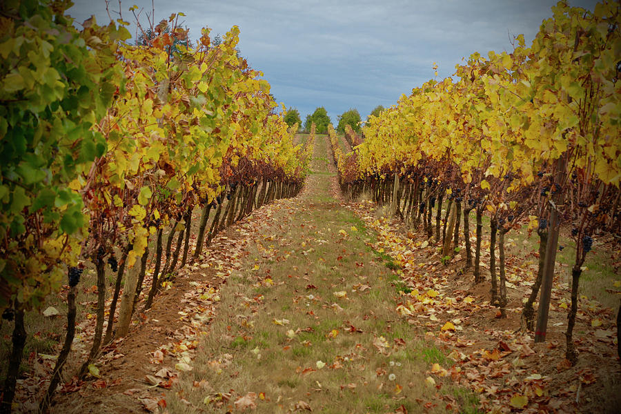 Grape Photograph - Wine Time Vines by Susan Vizvary Photography