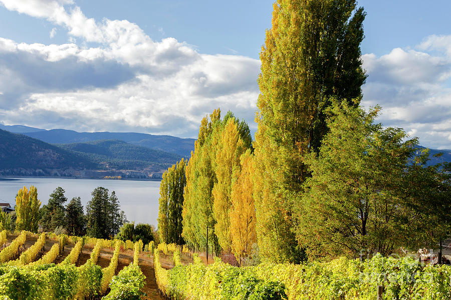 Winery Vineyard Okanagan Valley British Columbia Photograph by Kevin Miller