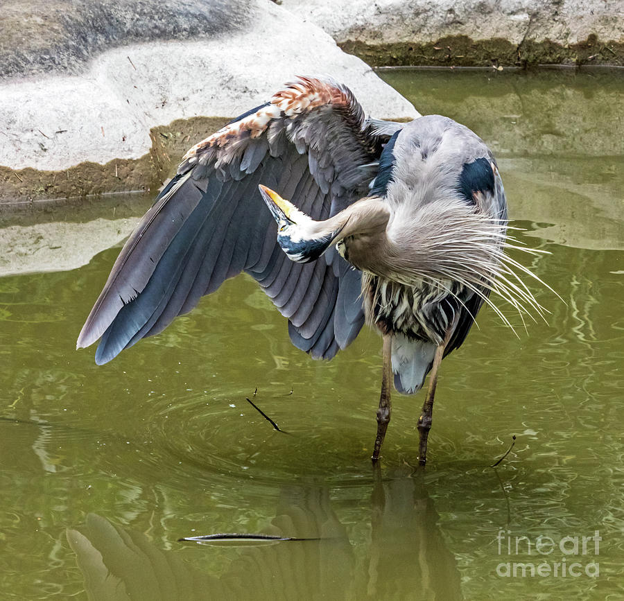 Great Blue Preening Photograph by Kate Brown