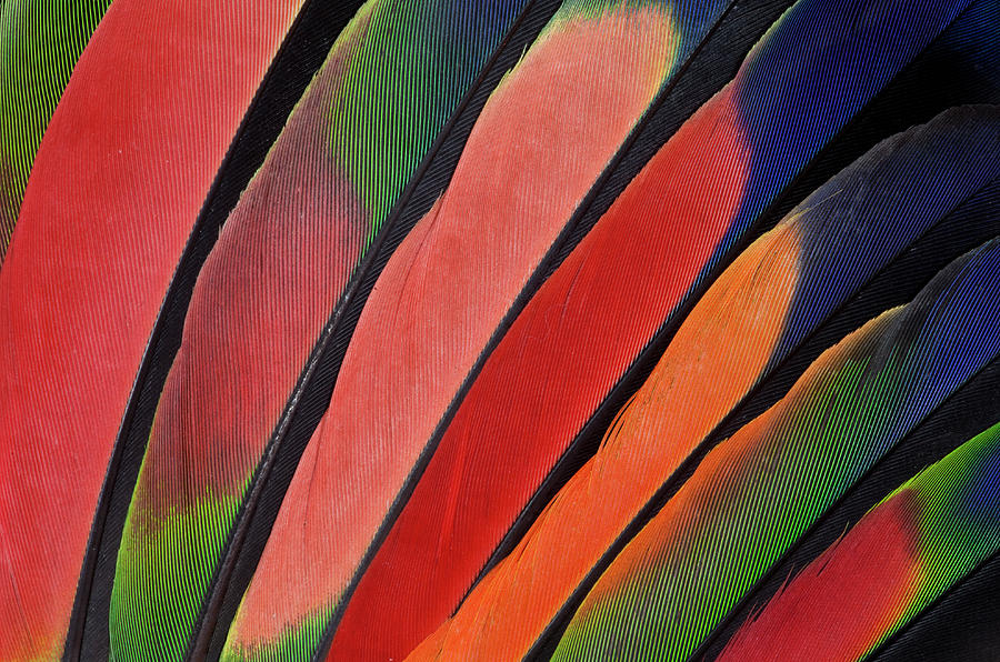 Wing Feather Design Of Amazon Parrot Photograph by Darrell Gulin